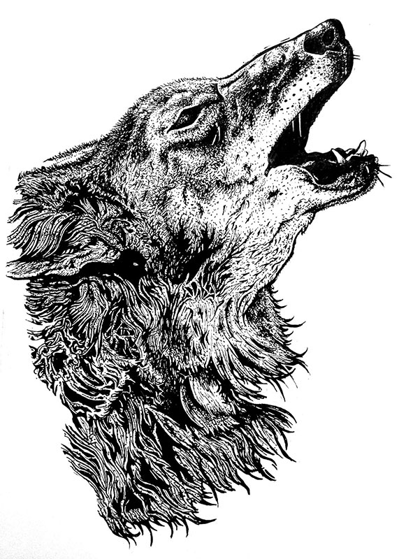 Pen and ink wolf by Sean Geyer